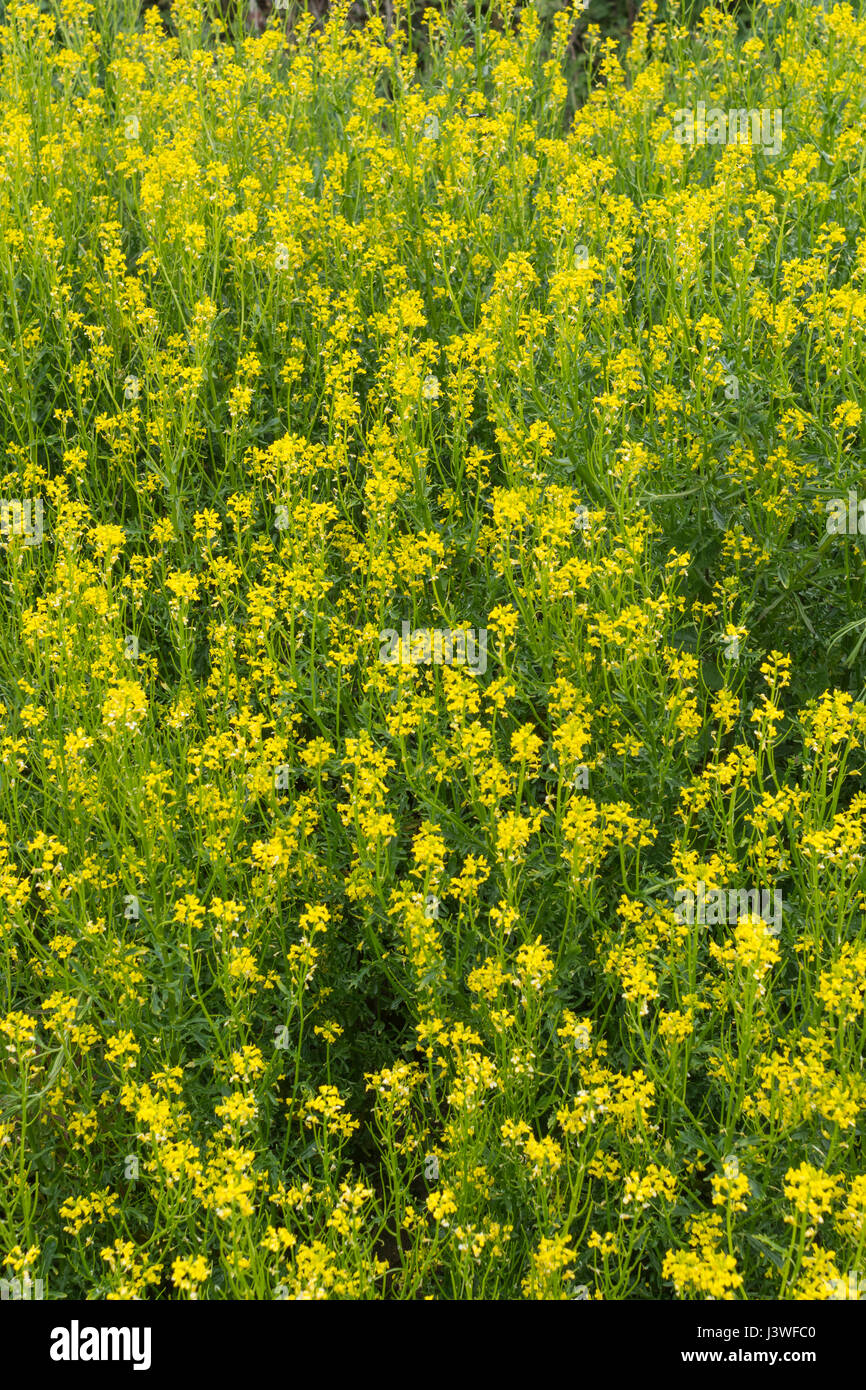 Colonia di giallo fioritura invernale / cress Barbarea vulgaris - precedentemente cresciuto come un caldo di senape come foglia di insalata, ma anche un foraged infestante. Foto Stock