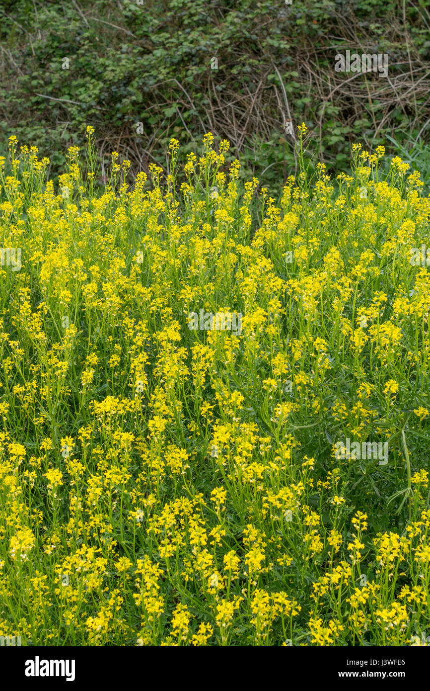 Colonia di giallo fioritura invernale / cress Barbarea vulgaris - precedentemente cresciuto come un caldo di senape come foglia di insalata, ma anche un foraged infestante. Foto Stock