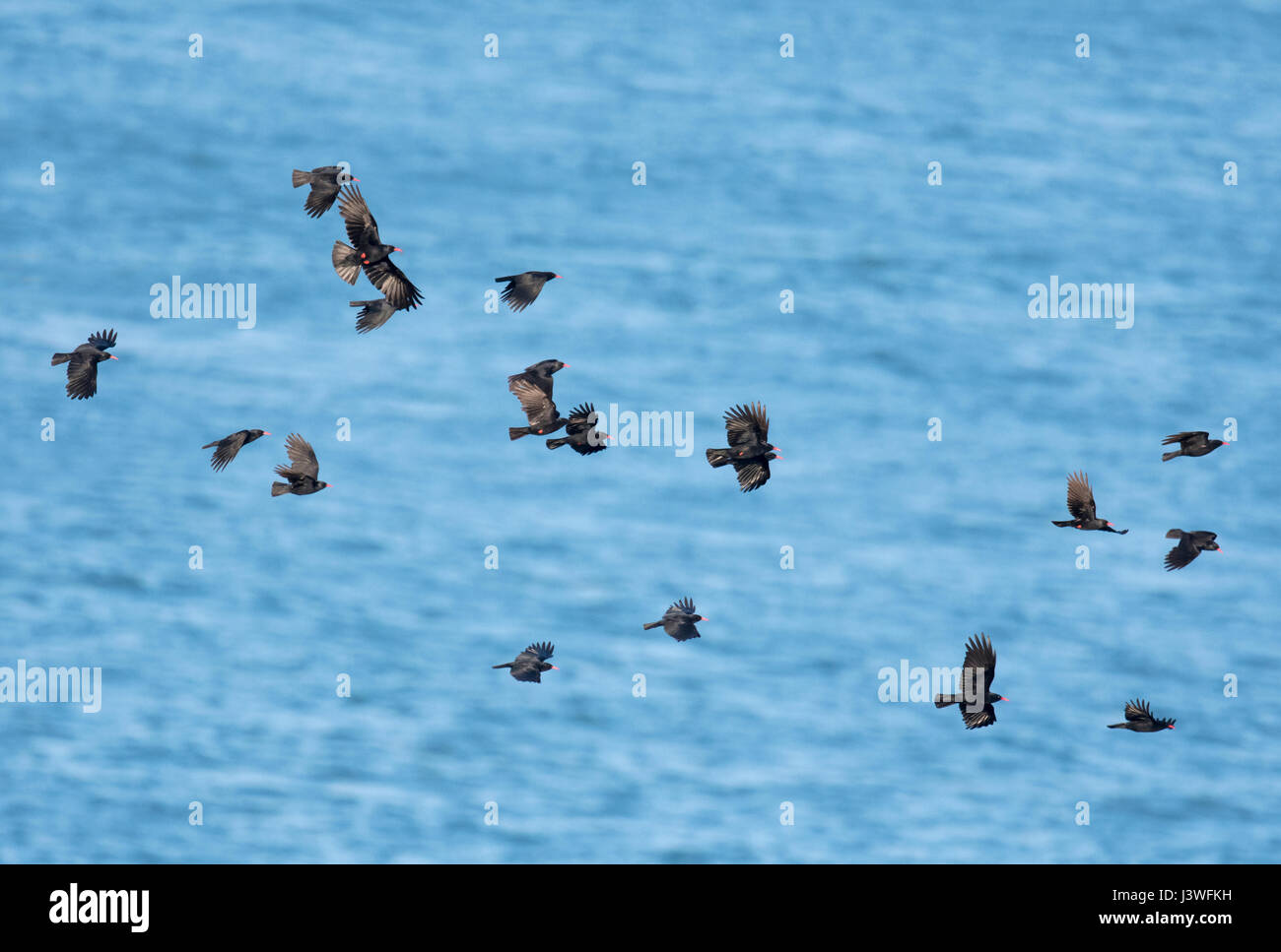 Un gregge (o battito) di Choughs (Pyrrhocorax pyrrhocorax) in volo. Pembrokeshire Foto Stock