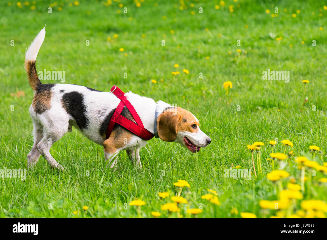 Cani giocando a park Foto Stock