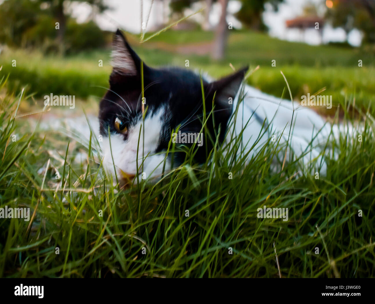 Un bianco e nero Gatto sdraiato sul prato di un parco pubblico Foto Stock