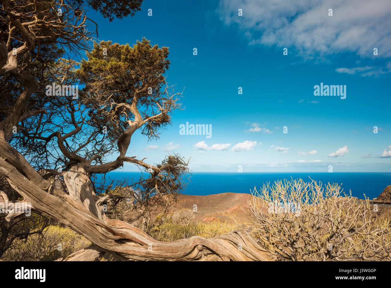 Antico albero di ginepro nativo (Juniperus canariensis) a la Dehesa, sulla costa occidentale di El Hierro, Isole Canarie, Spagna Foto Stock