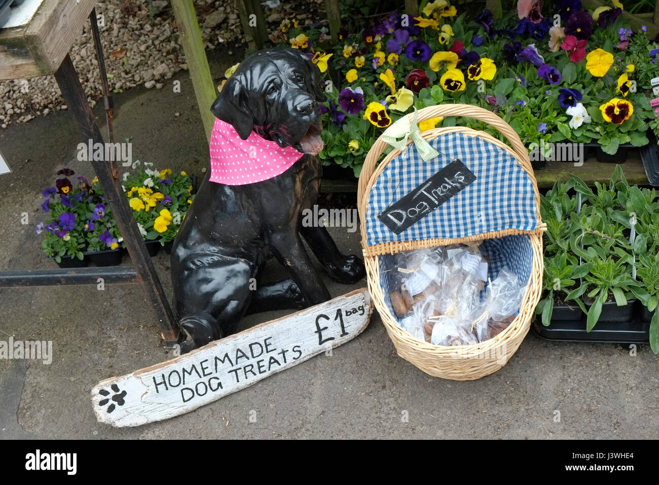 Cane tratta in vendita in Lacock, Wiltshire, Regno Unito Foto Stock