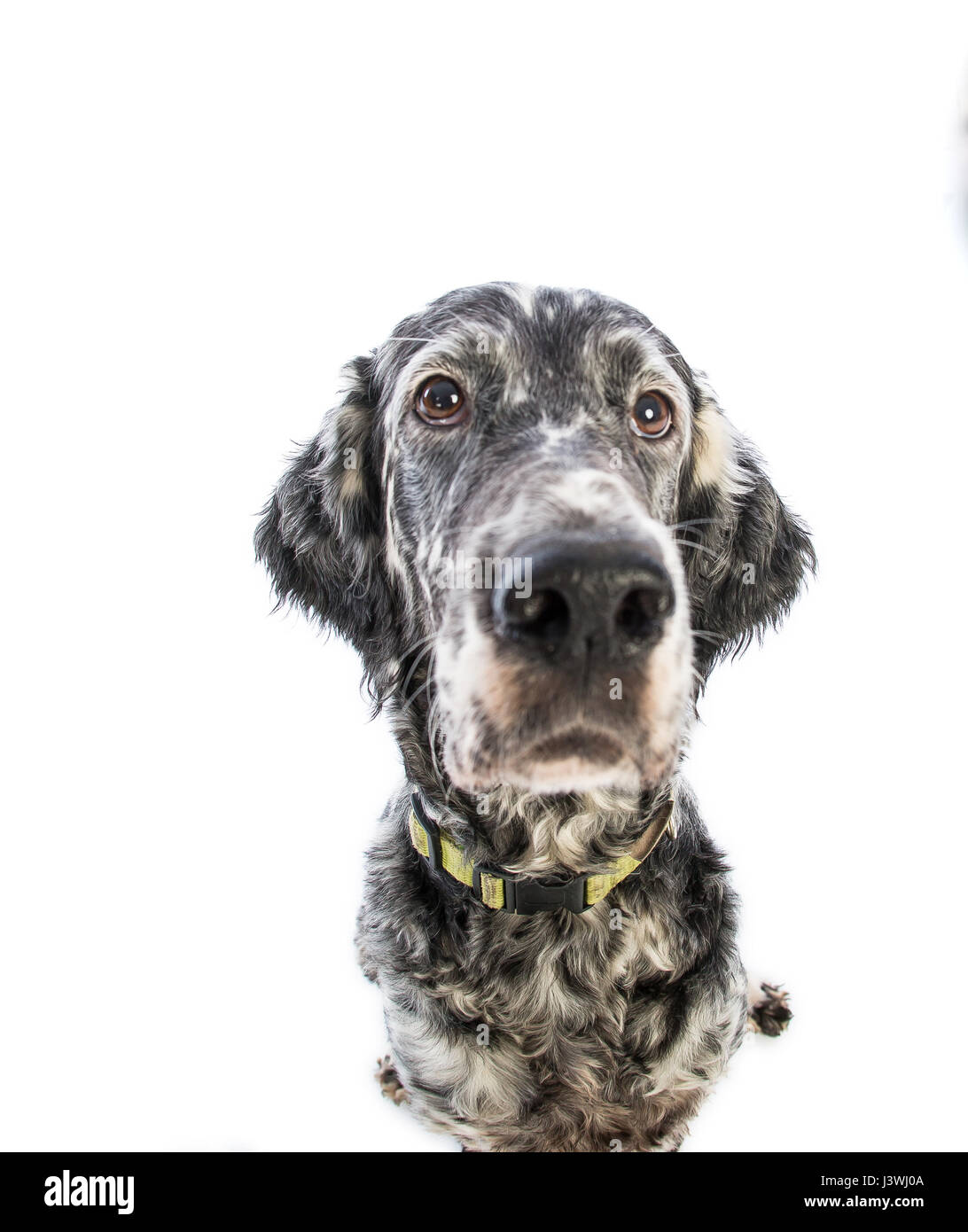 Setter inglese cane su sfondo bianco Foto Stock