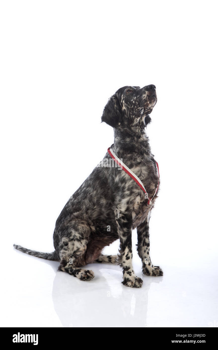 Setter inglese cane su sfondo bianco Foto Stock