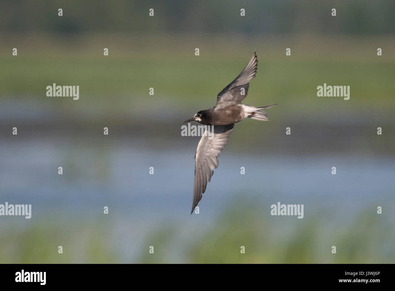 Black Tern visualizza maestose ali in volo attraverso paludi Foto Stock