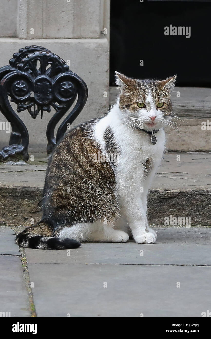 Larry di Downing Street cat di pattuglia al di fuori 10 Downing Street a Whitehall, Londra. Dotato di: Larry di Downing Street cat dove: Londra, Regno Unito quando: 06 Apr 2017 Foto Stock