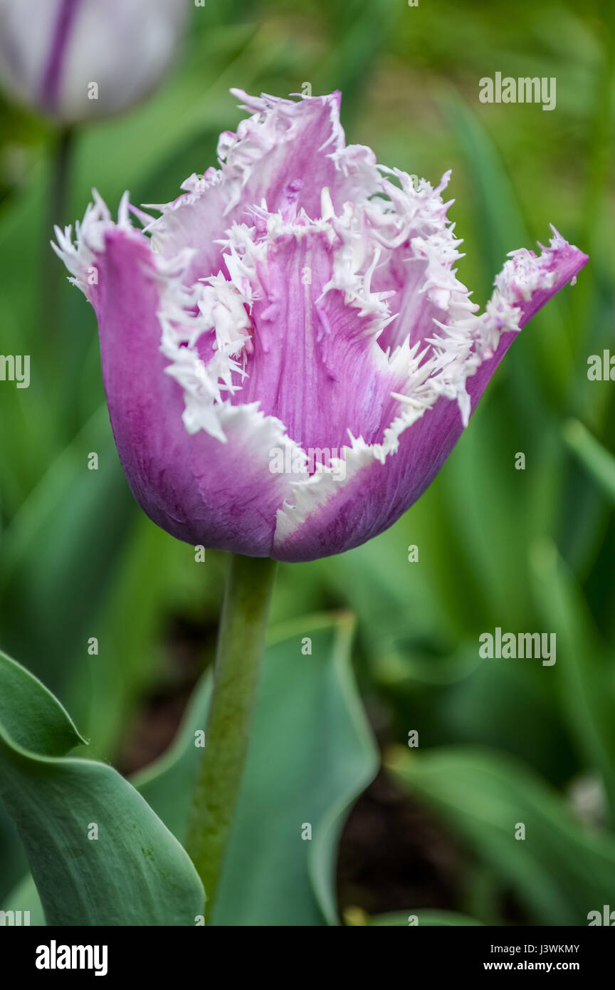 Incredibile frange viola tulip con bordi bianchi petali vista profilo closeup Foto Stock