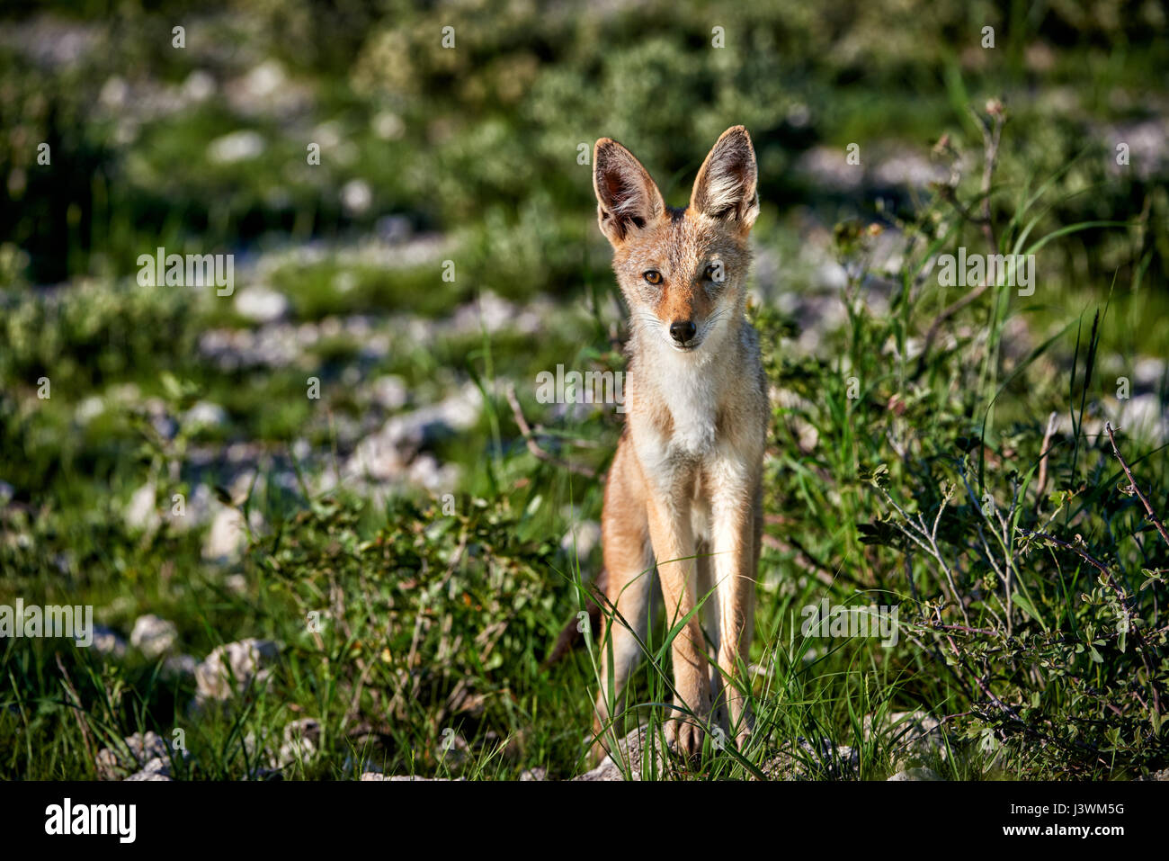 Nero-backed jackal, Canis mesomelas, Parco Nazionale Etosha Foto Stock