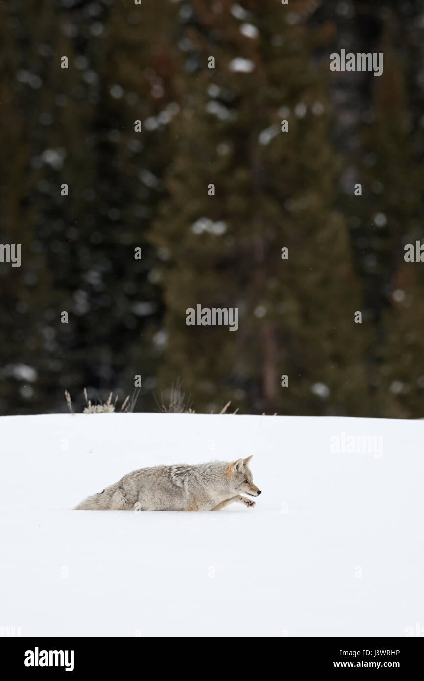 Coyote ( Canis latrans ), in inverno, camminando attraverso la neve profonda lungo il bordo di una foresta, sollevando la sua gamba per trovare la sua strada, Grand Teton NP, STATI UNITI D'AMERICA. Foto Stock