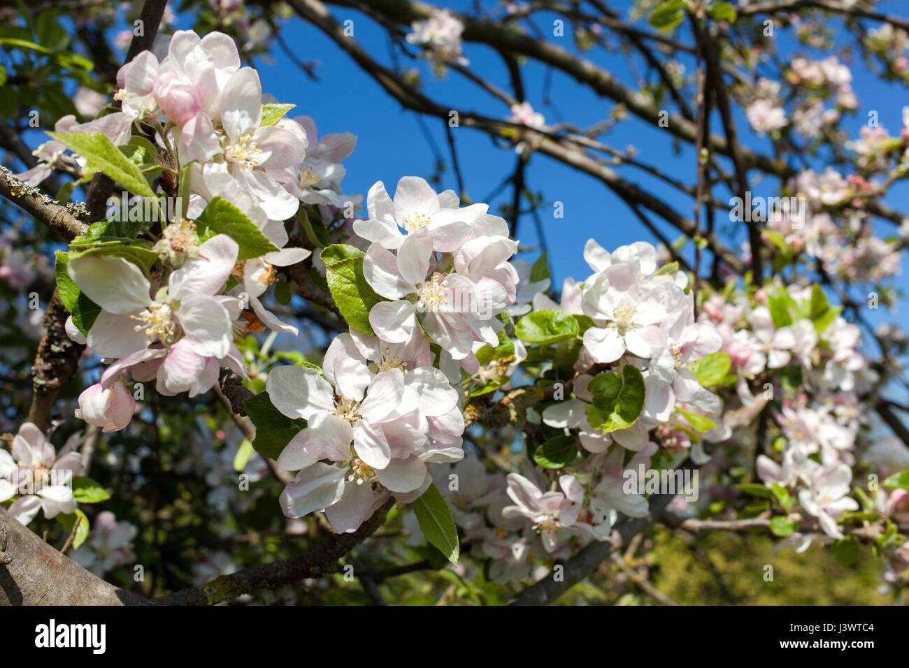 Apple Blossom su un albero in Inghilterra rurale, U.K. Foto Stock