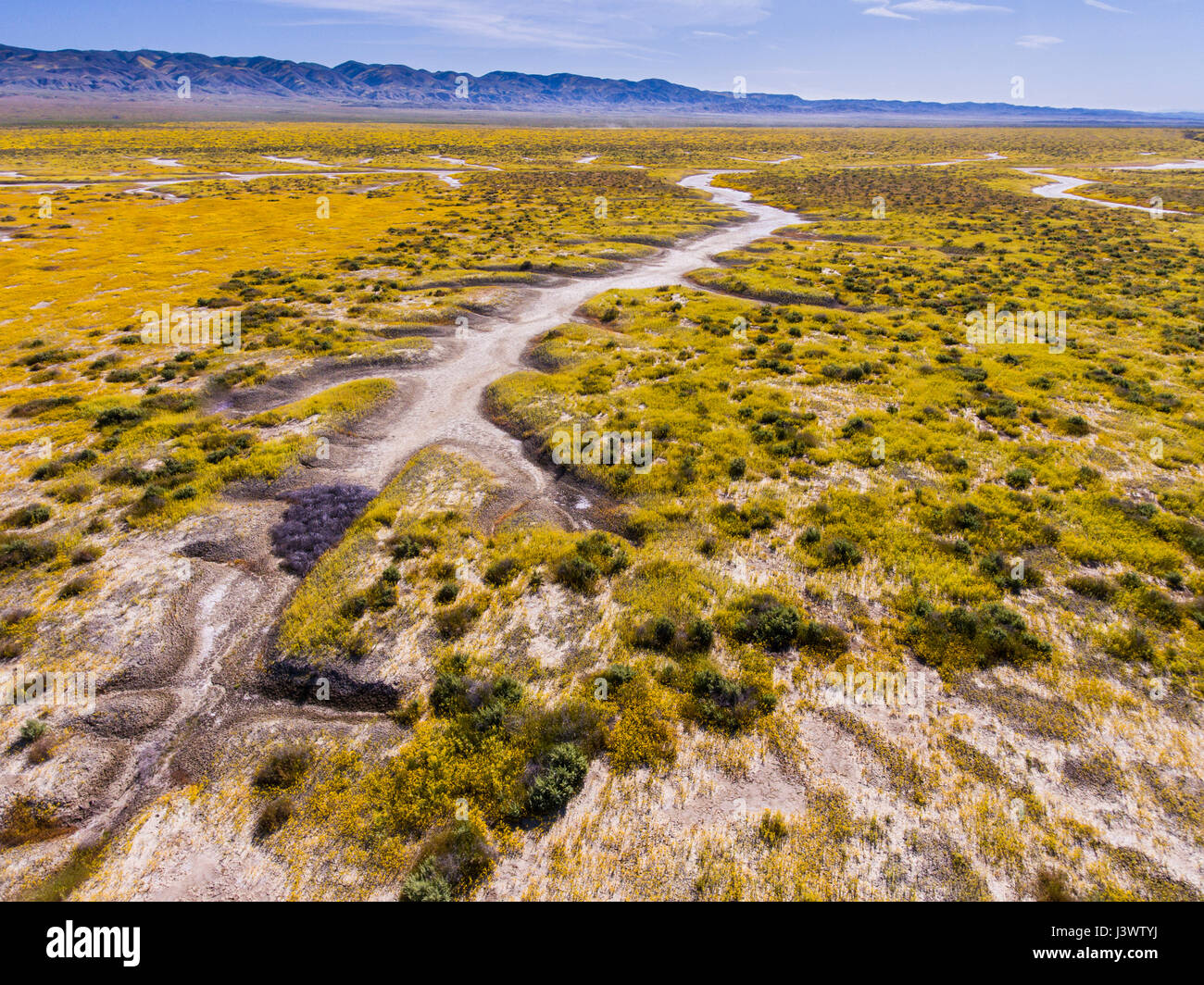 Lago di soda e fiori selvatici, Carrizo Plains monumento nazionale, California Foto Stock
