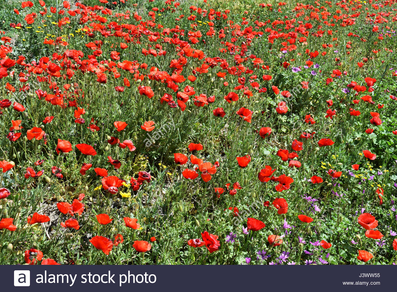 Italian Grazioso Campo Fiorito Con Wild Colorato Di Rosso Papavero E Altre Meravigliose Tipi Di Giallo E Viola Bellissimi Fiori Di Primavera Della Stagione Foto Stock Alamy