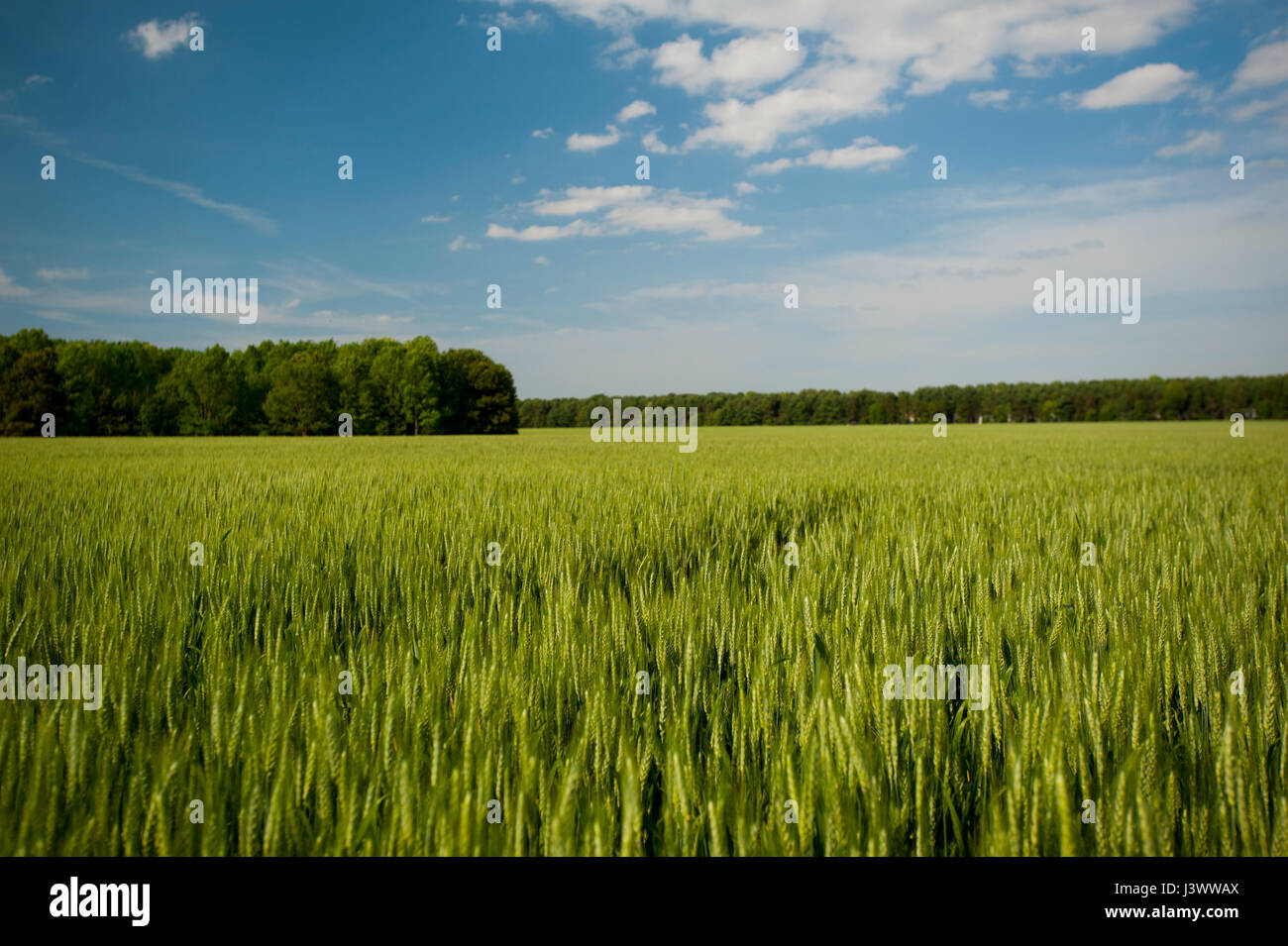 Stati Uniti Virginia VA campo di grano vicino a Jamestown Foto Stock
