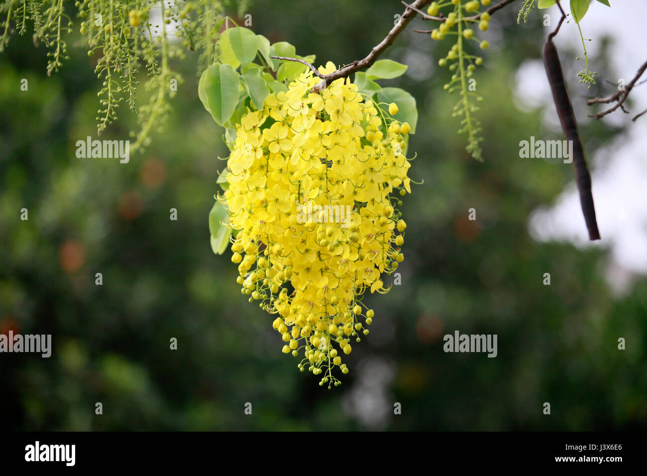 Dacca in Bangladesh. 08 Maggio, 2017. Cassia fistola, noto come il golden rain tree, canafistula e in Bangladesh è conosciuto come Sonalu ful, è in piena fioritura in un parco a Dhaka, nel Bangladesh, 8 maggio 2017. La specie è originaria del subcontinente indiano e regioni adiacenti del sud-est asiatico. Si va dal sud del Pakistan verso est in tutta l'India a Myanmar e Thailandia e sud dello Sri Lanka. Credito: SK Hasan Ali/Alamy Live News Foto Stock