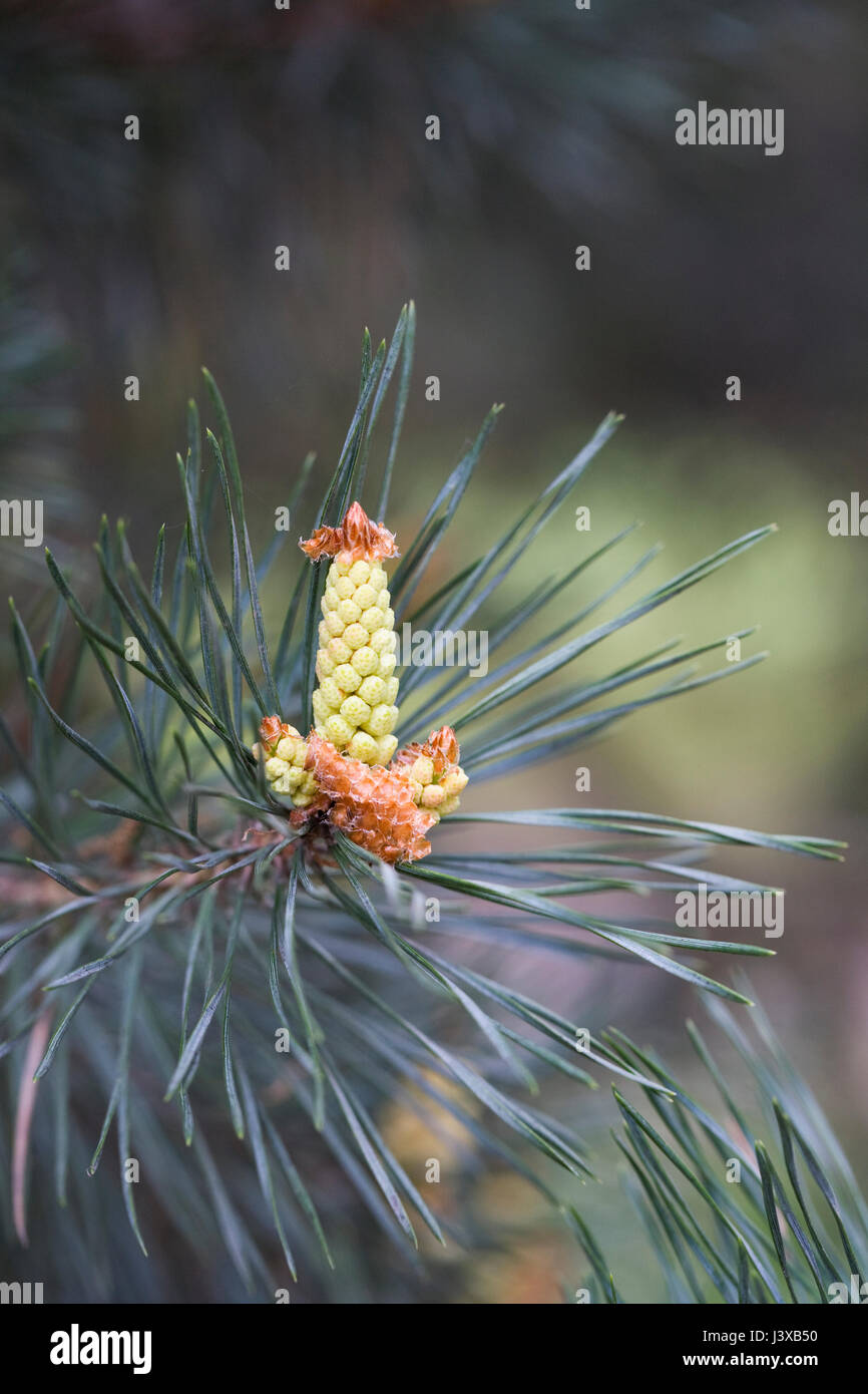 Pinus sylvestris cono in primavera. Foto Stock