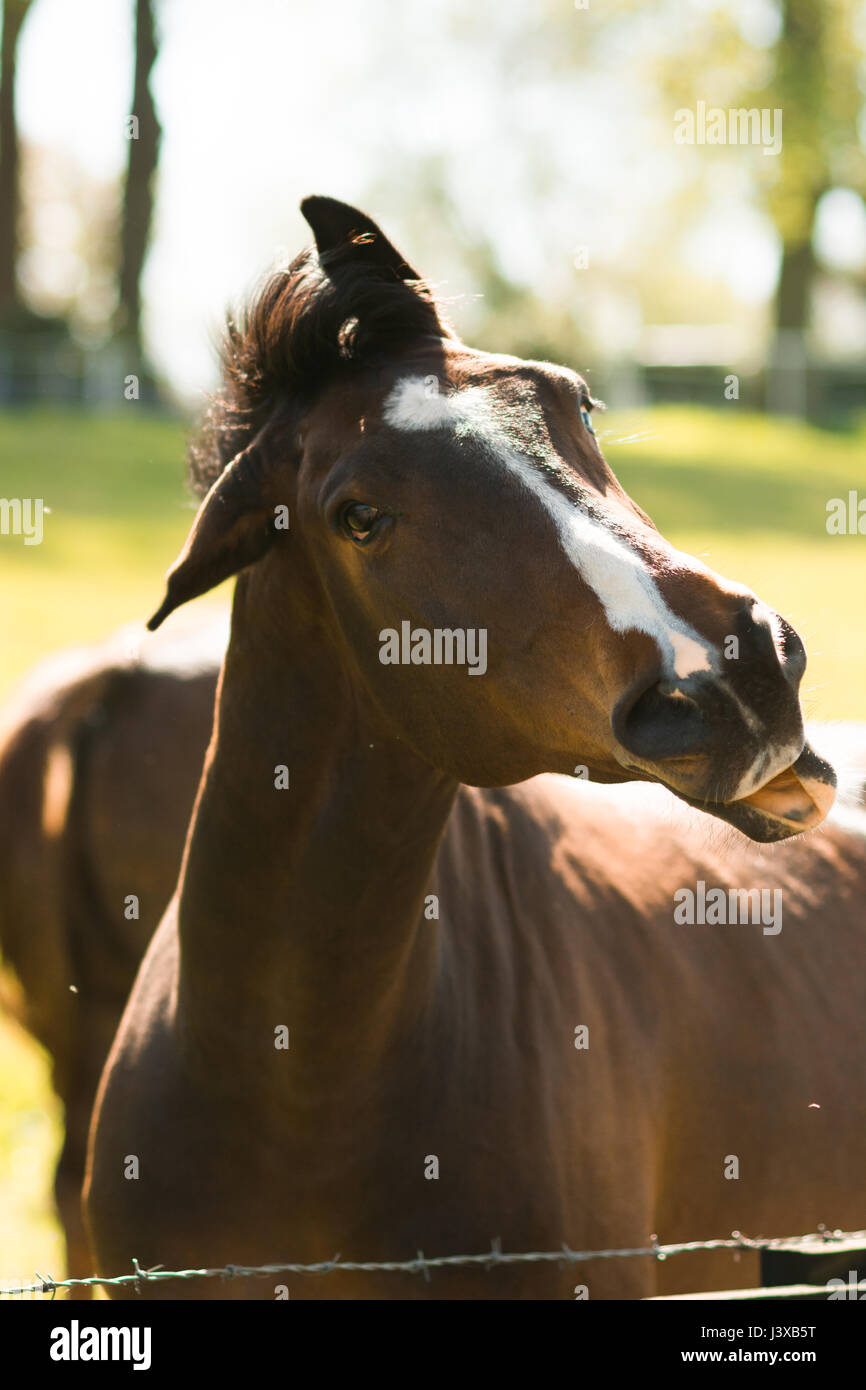 Un incredibile cavallo facendo una passeggiata nel campo Foto Stock