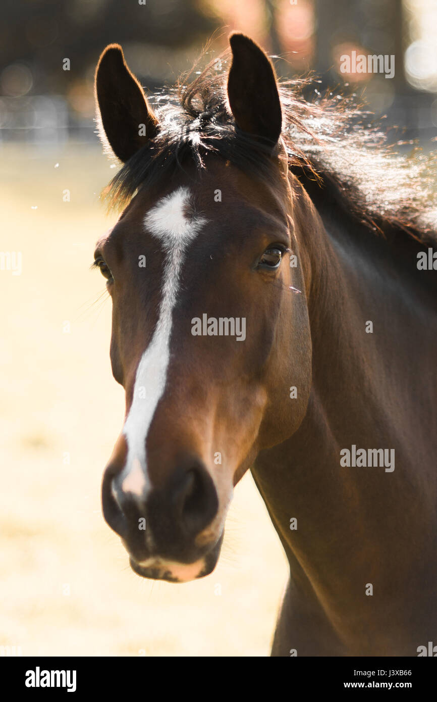 Un incredibile cavallo facendo una passeggiata nel campo Foto Stock