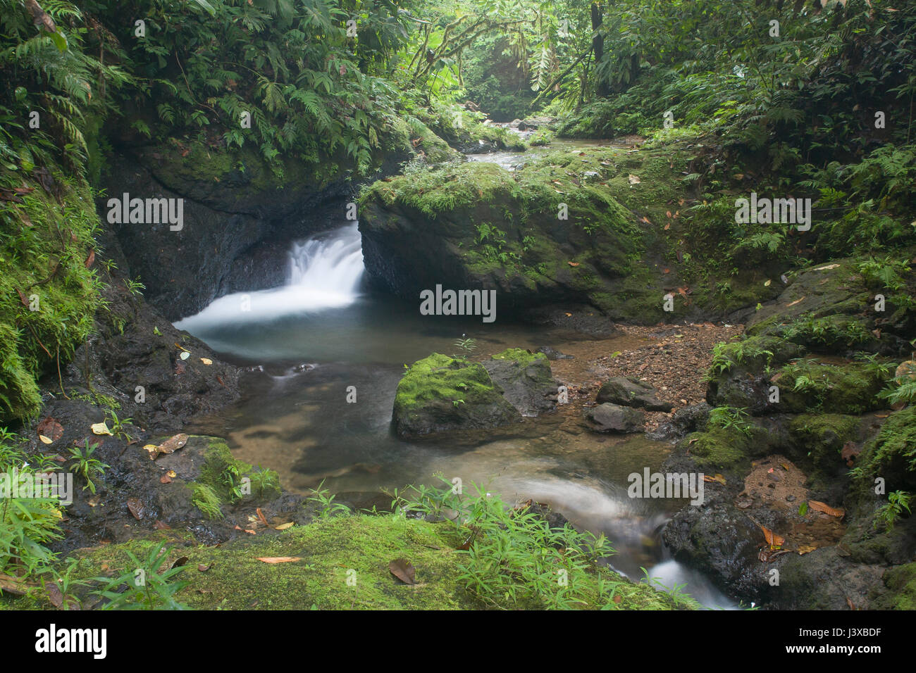 Flusso di lussureggianti e cascata nella foresta pluviale di pianura giungla del Costa Rica (Corcovado National Park). Foto Stock