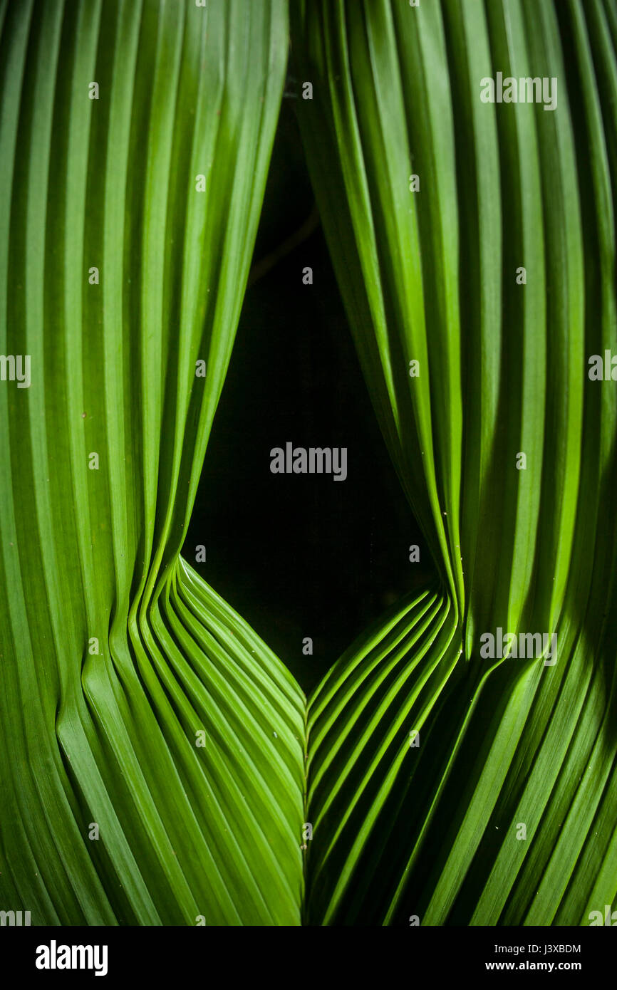 Airbag a tendina-come dispiegarsi di foglie di palma tenute insieme con spider seta. Foto Stock