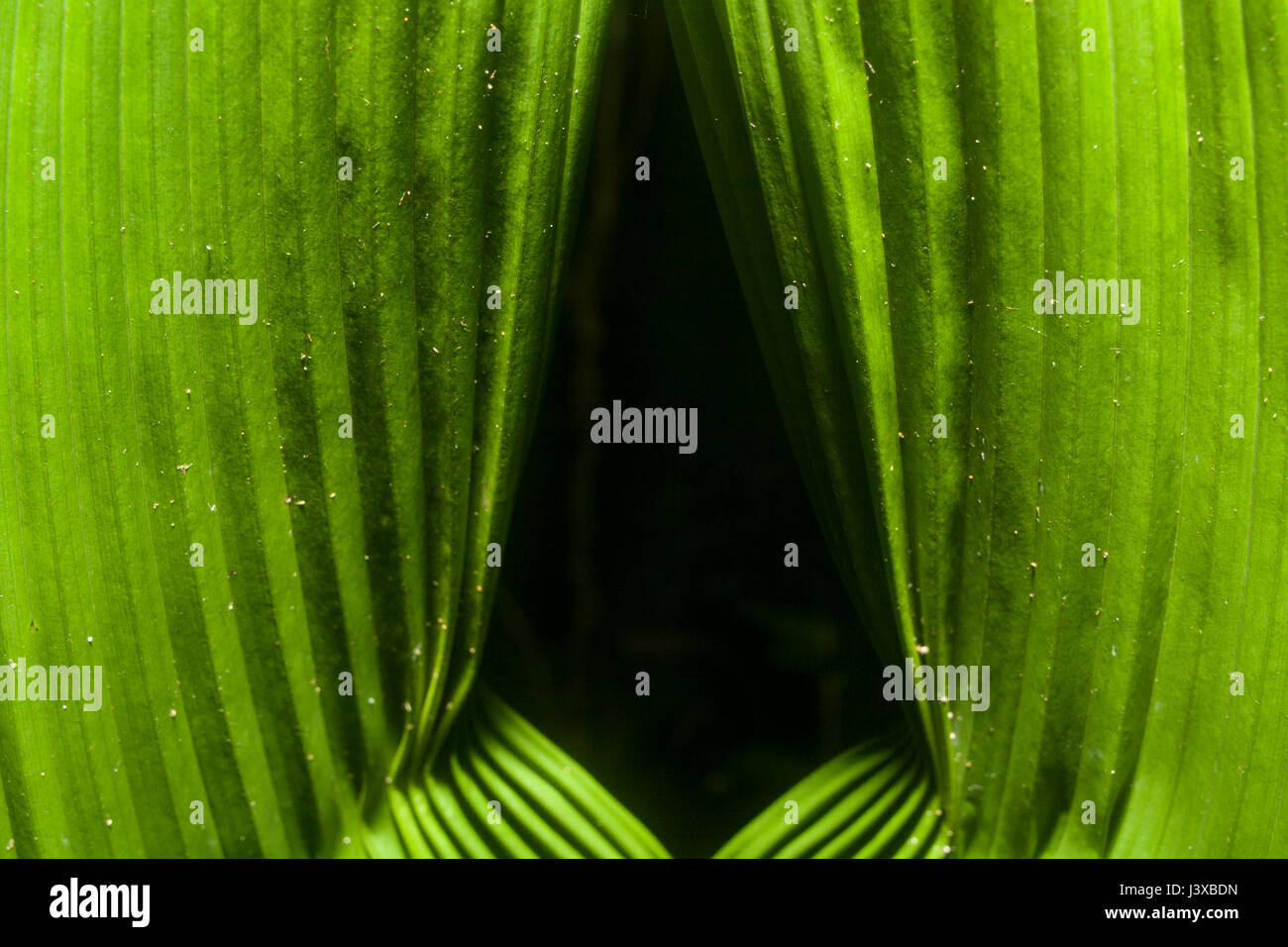 Airbag a tendina-come dispiegarsi di foglie di palma tenute insieme con spider seta. Foto Stock