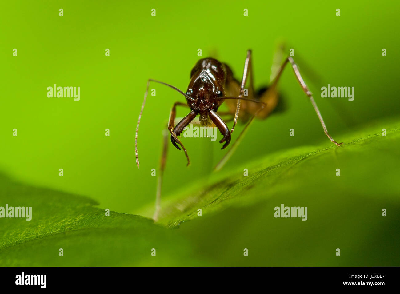 Un trap-jaw ant (Odontomachus sp.) recanti il suo formidabile ganasce. Foto Stock