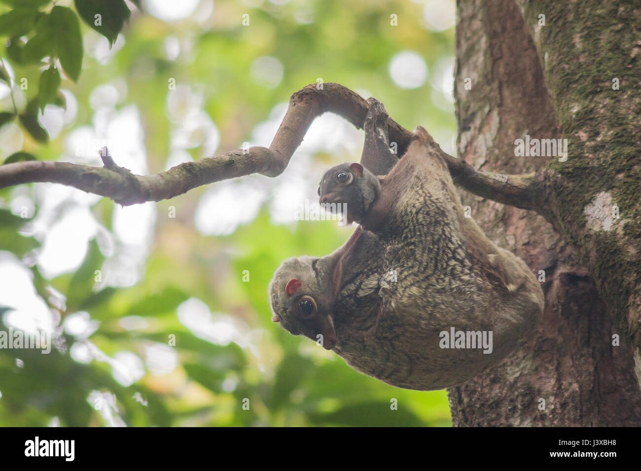 Wild lemuri volanti (a.k.a., colugo), Galeopterus variegatus, madre con bambino. Foto Stock