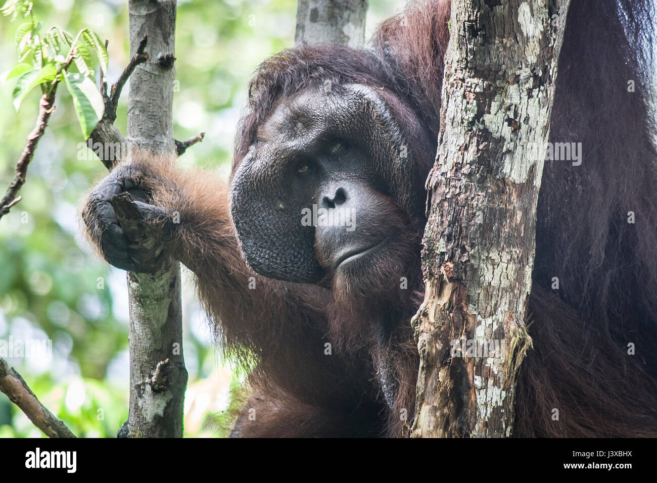 In pericolo critico Bornean orangutan (Pongo pygmaeus). I maschi maturi hanno la caratteristica guanciali. Foto Stock