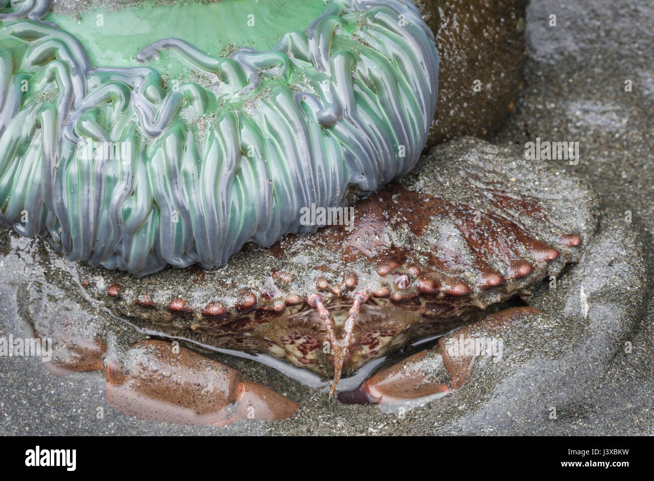 Pacific rock granchio (Romaleon antennarium) nascondere sotto un gigante verde mare (anemone Anthopleura xanthogrammica). Foto Stock