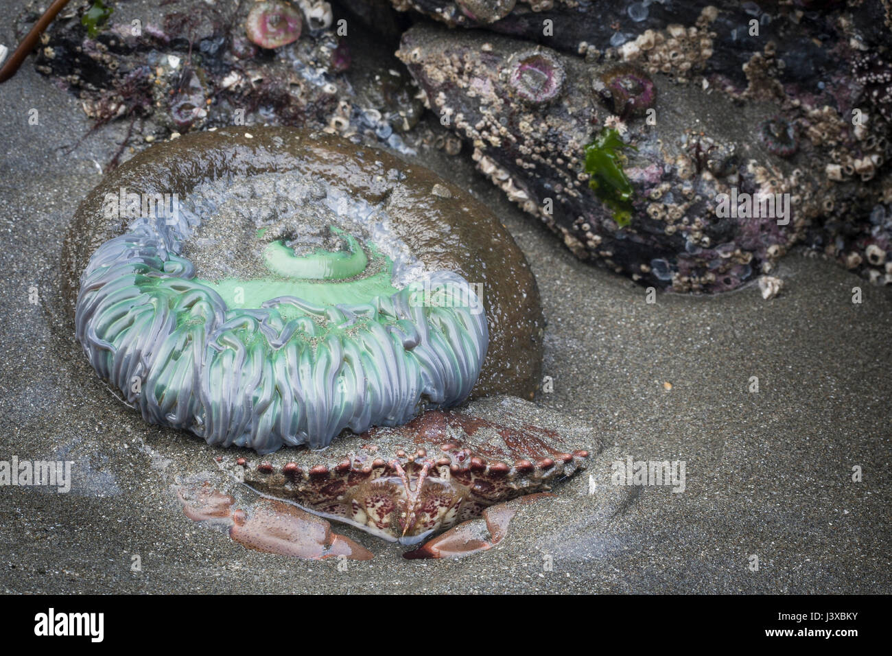 Pacific rock granchio (Romaleon antennarium) nascondere sotto un gigante verde mare (anemone Anthopleura xanthogrammica). Foto Stock