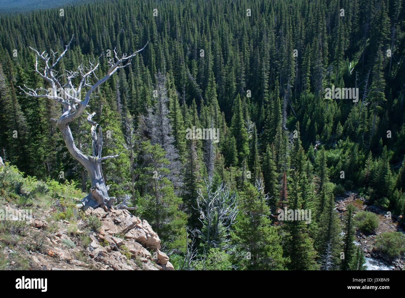 Un nodose intoppo su una scogliera che si affaccia sulla foresta nel parco nazionale di Glacier, Montana, USA. Foto Stock