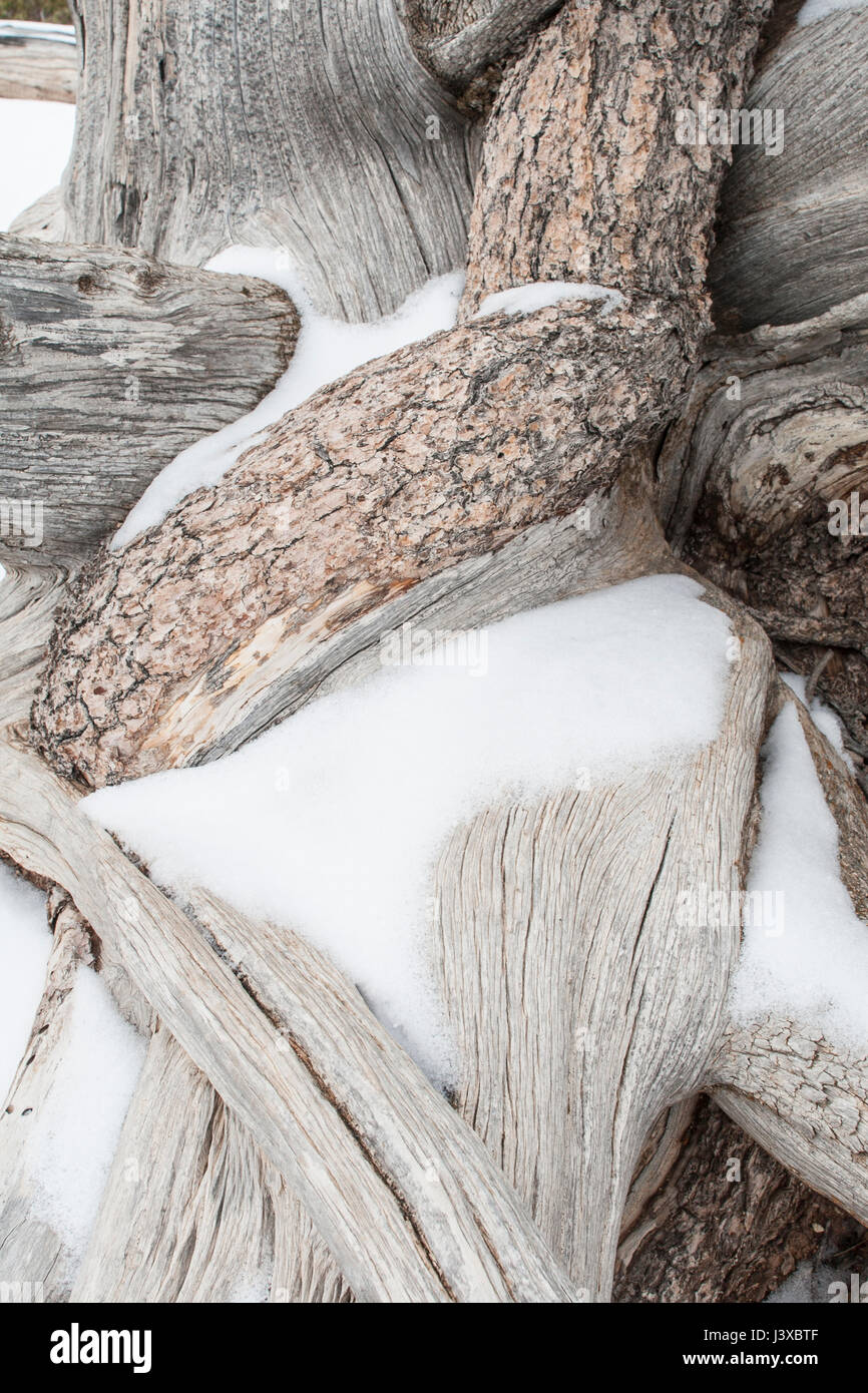 Coperte di neve radici di un bristlecone Pino (Pinus longaeva). Foto Stock