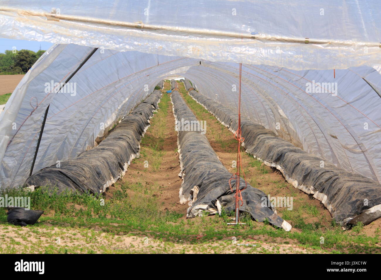 Spargel Anbau unter der Folie, im Zelt Foto Stock