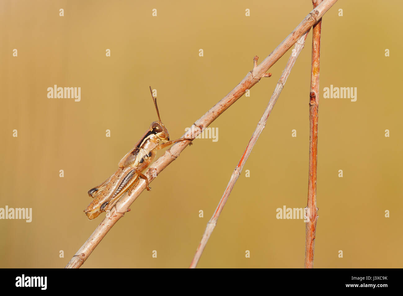 Un Grasshopper spur-throated (Paroxya sp.) perches su un gambo di pianta. Foto Stock