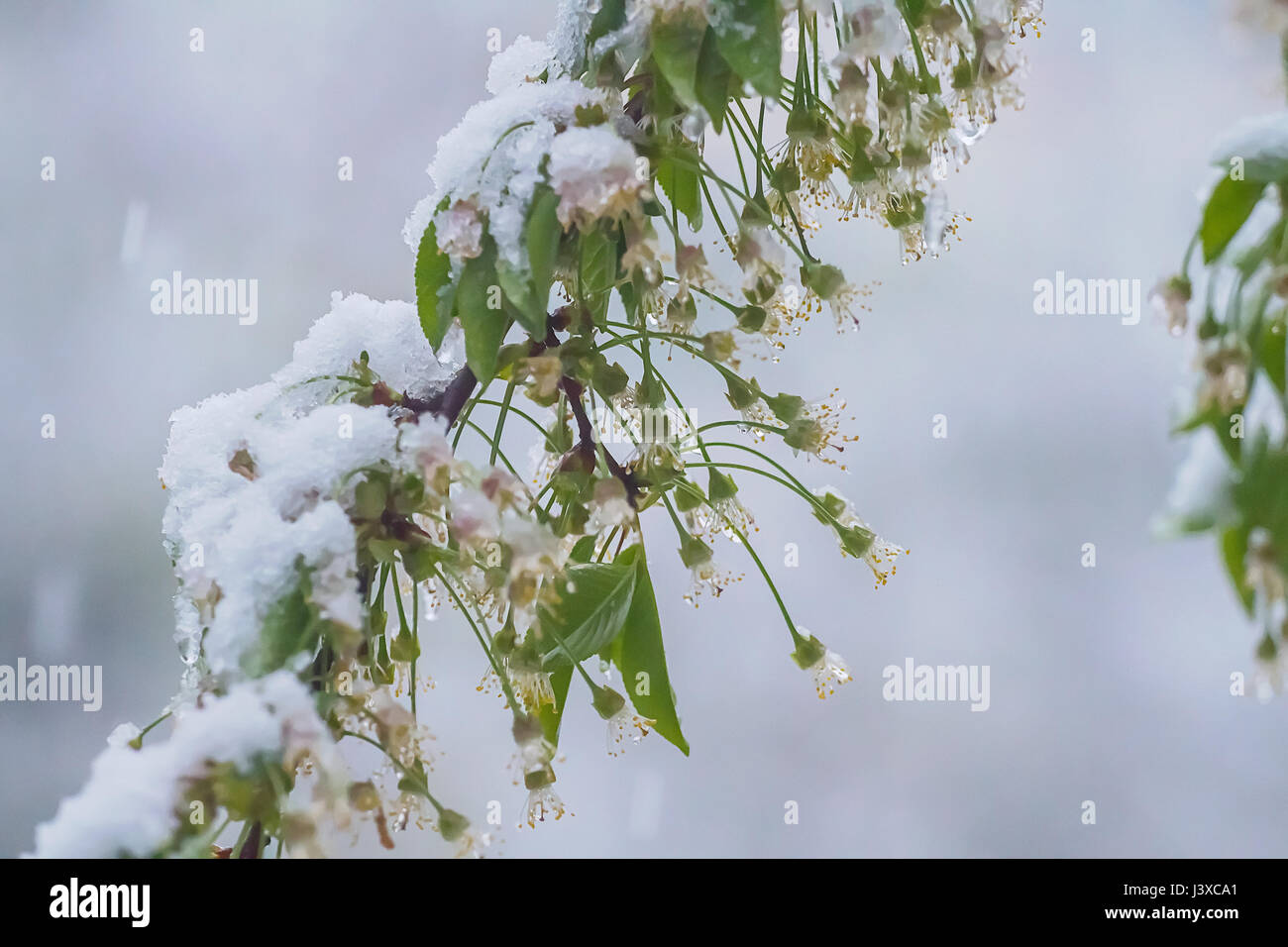 Neve sui fiori di ciliegio. Il riscaldamento globale effetto Foto Stock