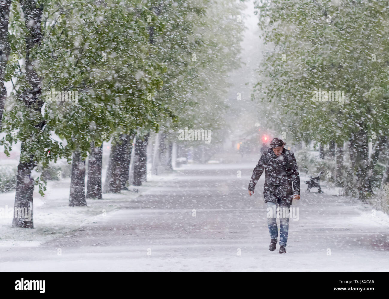 Uomo che cammina sulla strada in tempesta di neve in aprile. Il riscaldamento globale effetto. Foto Stock