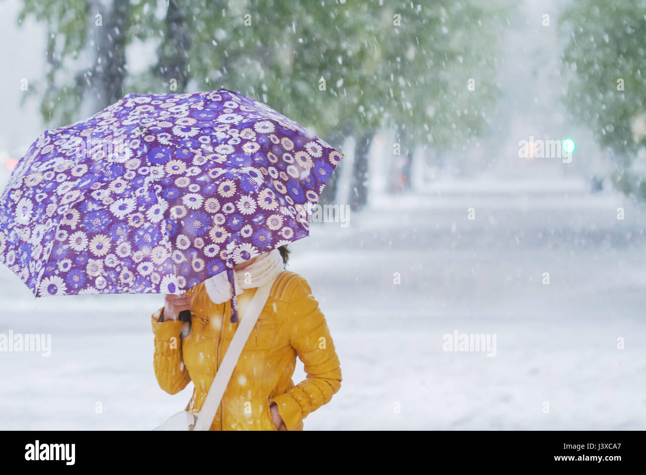 Ragazza con ombrello malva a piedi nella tempesta di neve in aprile. Il riscaldamento globale effetto. Foto Stock