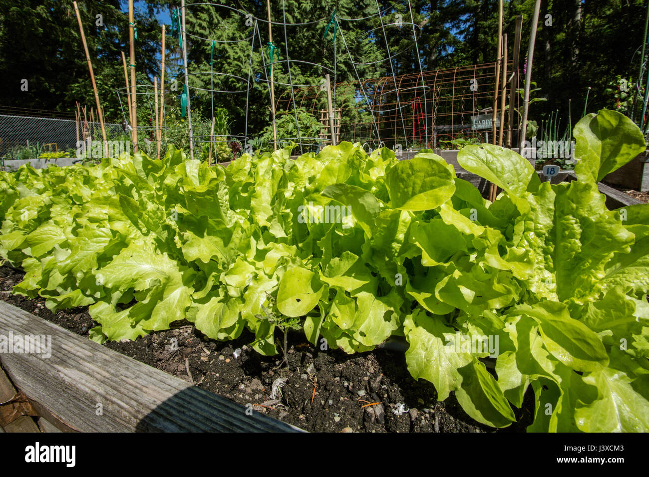 Lattuga romana che cresce in una molla orto in Issaquah, Washington, Stati Uniti d'America Foto Stock