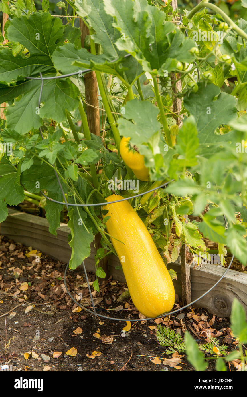 Fortune estate squash ha una pelle cerosa che è di colore giallo chiaro e la carne è bianca. Esso ha un corpo sottile con un collo più sottile e cresce in enormi quanti Foto Stock