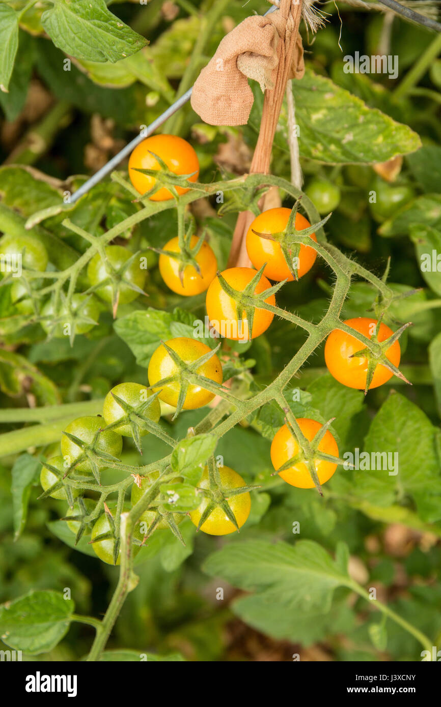 Il tubo flessibile di nylon che viene ri-usate per legare la Sungold pomodori ciliegia alla gabbia di pomodoro in Issaquah, Washington, Stati Uniti d'America Foto Stock