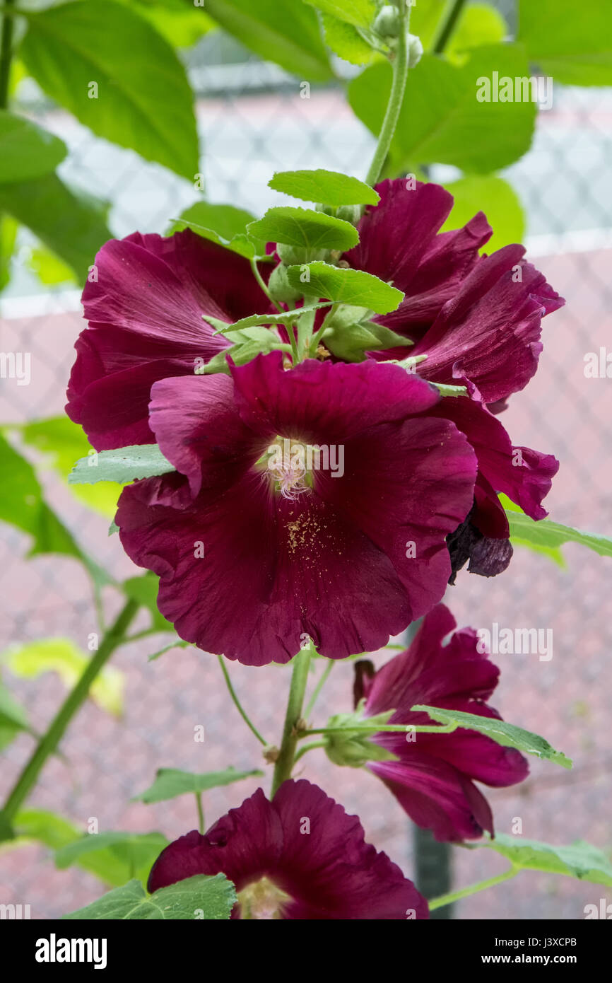 Hollyhock fiori che crescono in Issaquah, Washington, Stati Uniti  d'America. Hollyhocks sono popolari giardino di piante ornamentali. Essi  sono facilmente cresciute da seme. Razze con Foto stock - Alamy