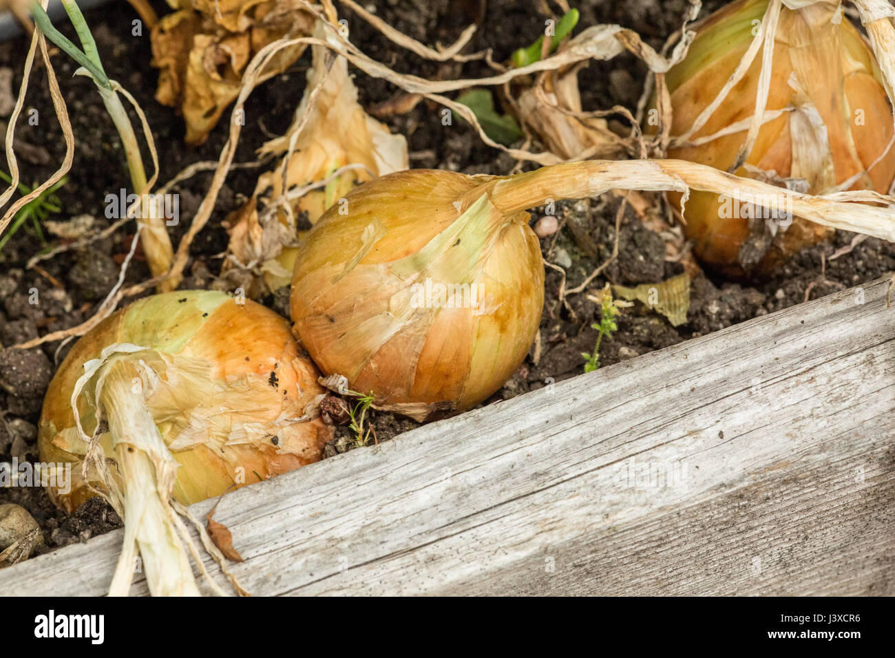 Comune giallo dolce Cipolle pronte per essere raccolte in Issaquah, Washington, Stati Uniti d'America Foto Stock