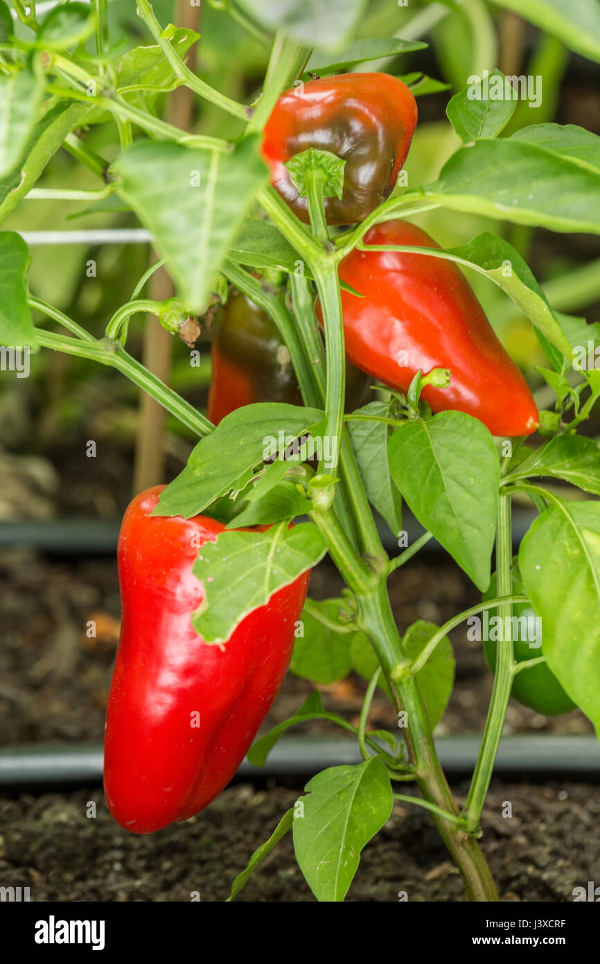 Rosso Bellafina peperone dolce di crescita della pianta in Issaquah, Washington, Stati Uniti d'America Foto Stock