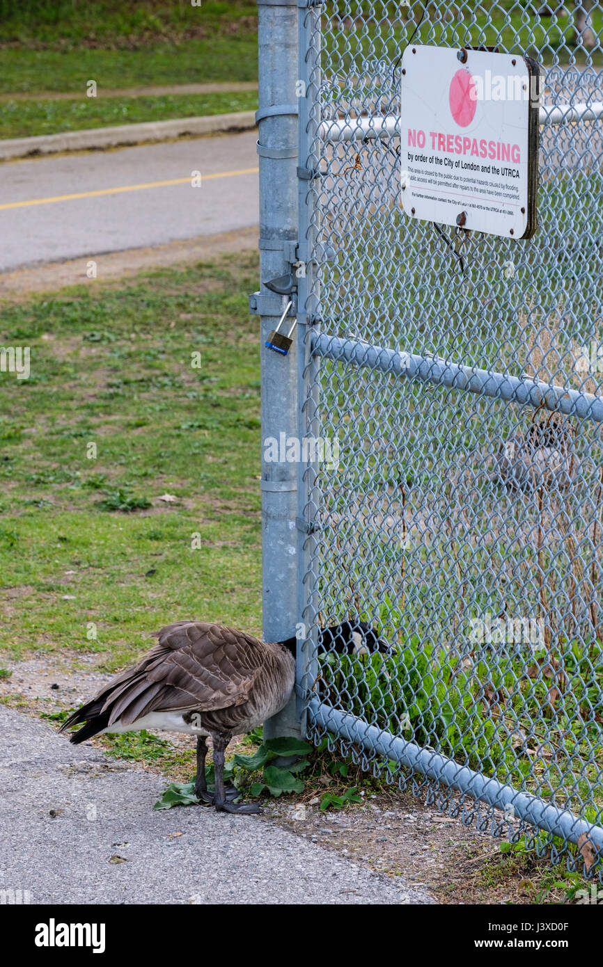 Canada goose (Branta canadensis) violando un nessun segno sconfinamenti, avviso pubblicato dalla City di Londra, Ontario, Canada. Foto Stock