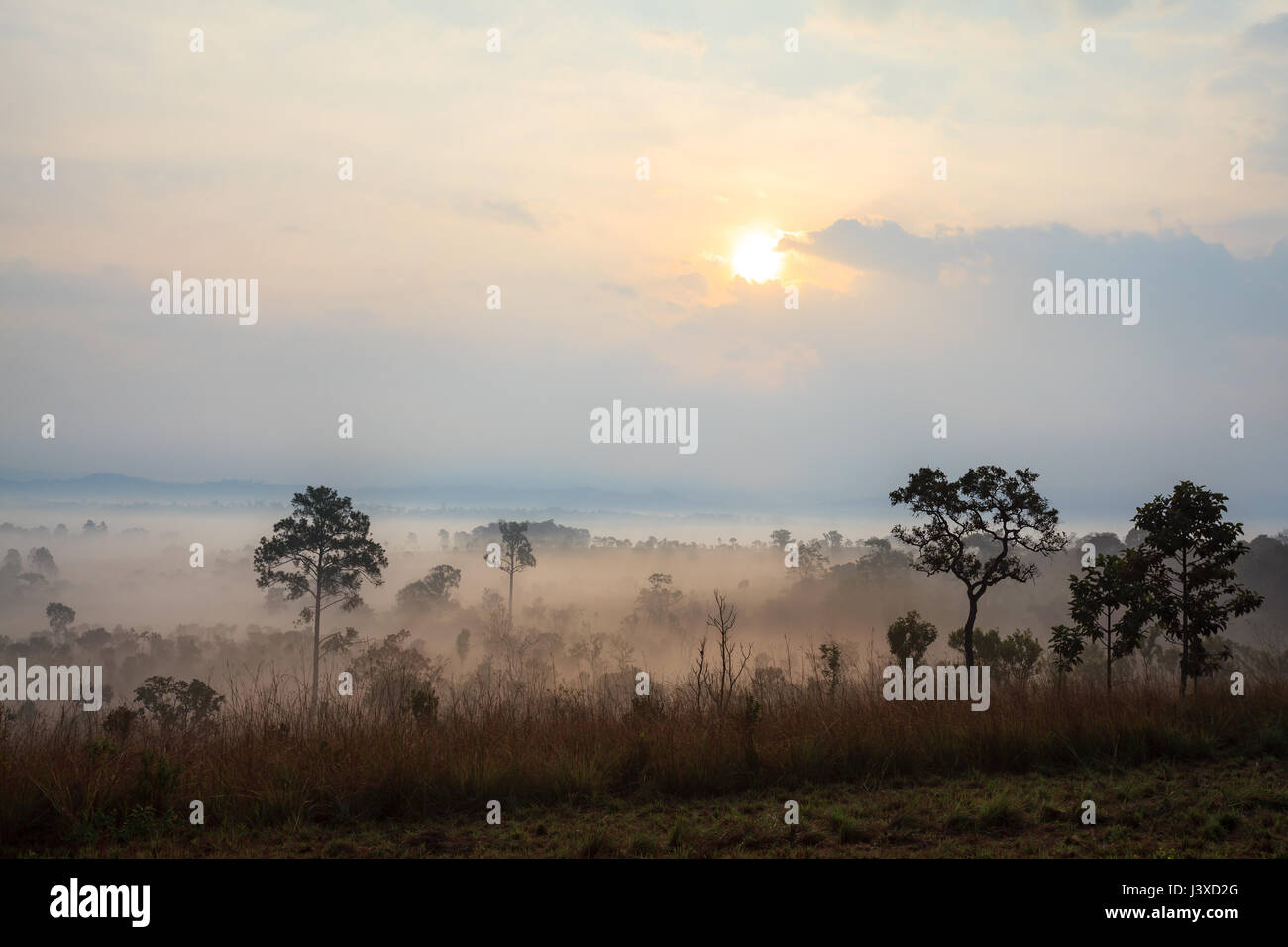 Foschia mattutina sunrise a Salang Thung Luang National Park Phetchabun,Thailandia Foto Stock