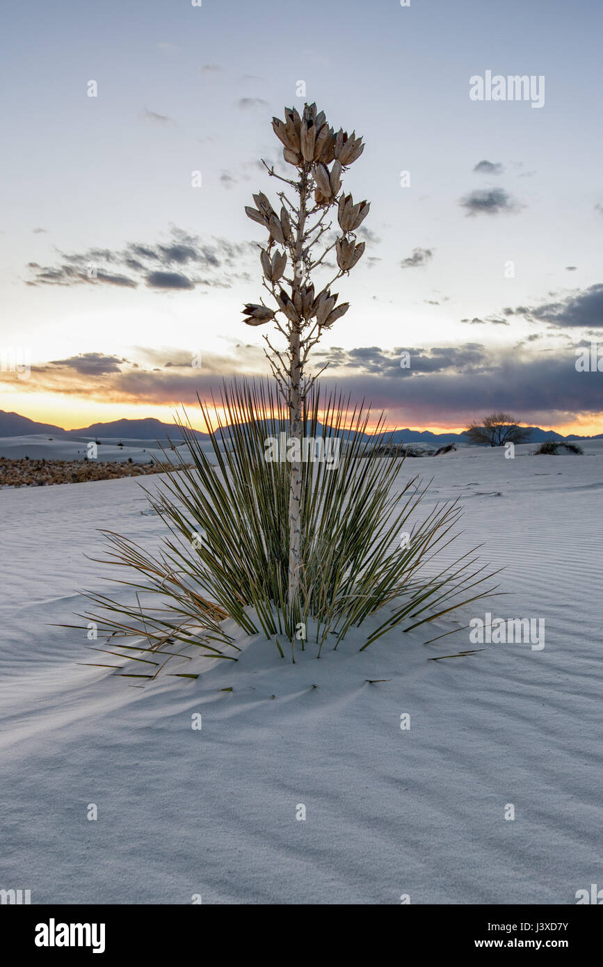 Soaptree Yucca (Yucca elata) nella luce del tramonto con le montagne e il cielo in background, White Sands National Monument, Nuovo Messico Foto Stock