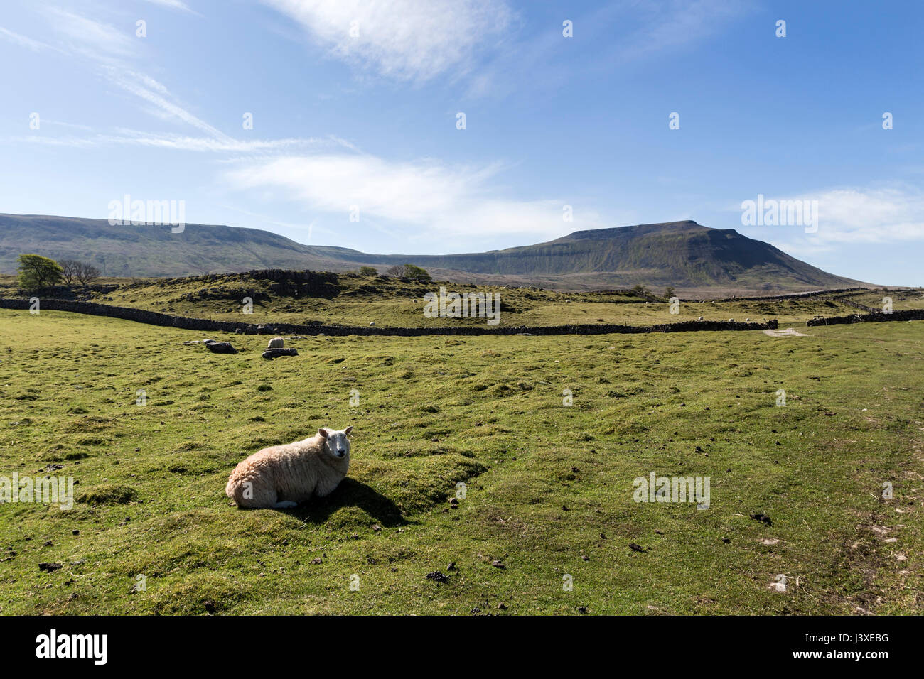 La montagna di Ingleborough da Southerscales, Yorkshire Dales National Park, Regno Unito Foto Stock