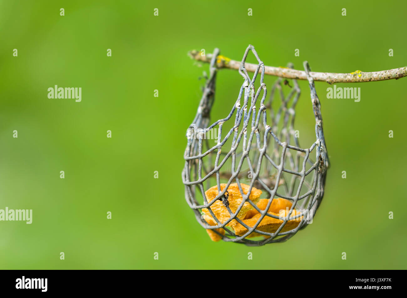 Piccolo uccello alimentatore pendente da un ramoscello su un albero. Foto Stock
