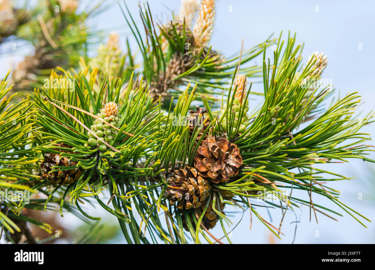 Primo piano di pigne di un ramo di un albero di pino. Foto Stock