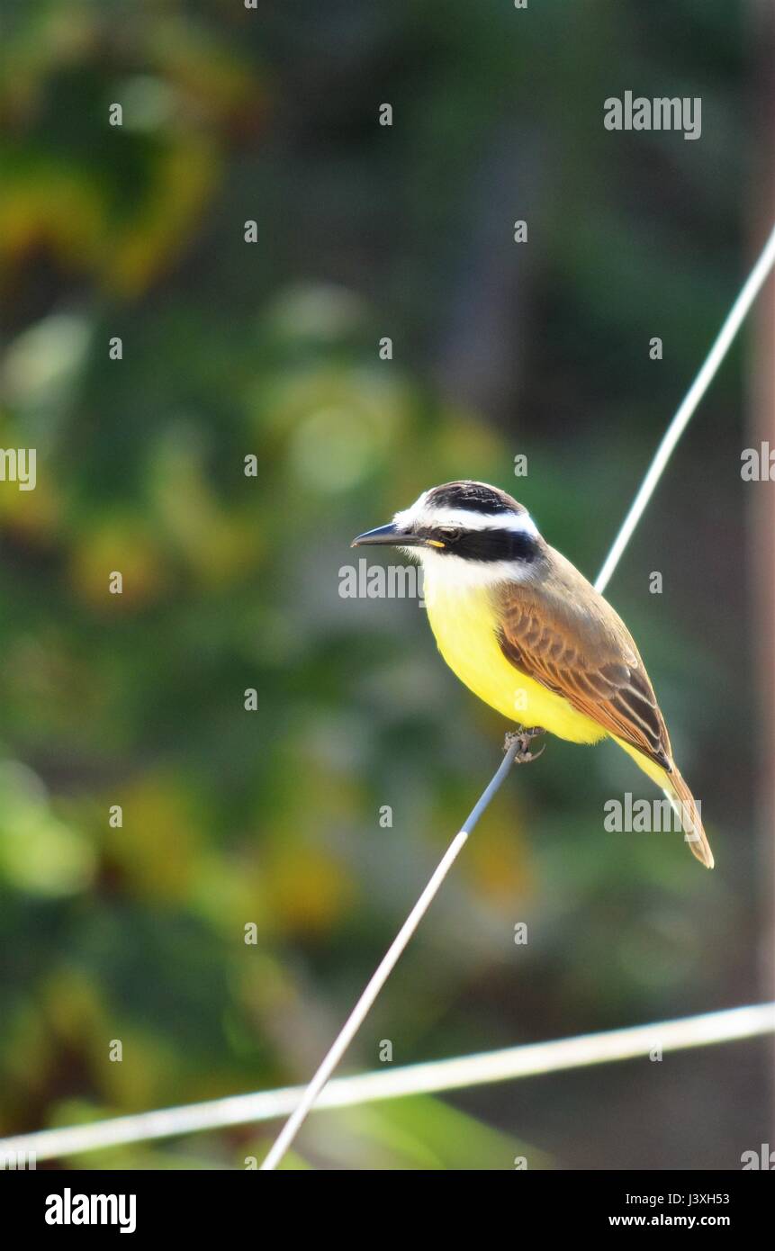 Grande Kiskadee appollaiato sul filo. Piccolo uccello appollaiato sul filo con lo sguardo lontano durante l inverno mattina nella piccola città del Brasile. Foto Stock